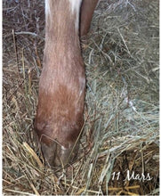 Load image into Gallery viewer, Equine Comfrey Leaf and Root Balm...Regular and Extra Strength