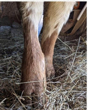 Load image into Gallery viewer, Equine Comfrey Leaf and Root Balm...Regular and Extra Strength