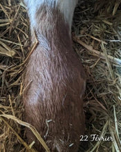 Load image into Gallery viewer, Equine Comfrey Leaf and Root Balm...Regular and Extra Strength