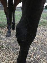 Load image into Gallery viewer, Equine Comfrey Leaf and Root Balm...Regular and Extra Strength