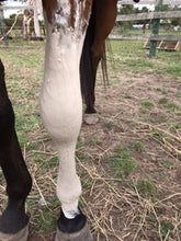 Load image into Gallery viewer, Equine Comfrey Leaf and Root Balm...Regular and Extra Strength