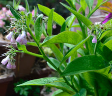 Load image into Gallery viewer, Organic Comfrey Leaf Oil