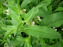 Load image into Gallery viewer, Organic Comfrey Leaf Oil