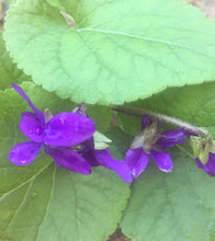 Load image into Gallery viewer, Blossom Bosom Massage Balm
