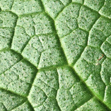 Load image into Gallery viewer, Equine Comfrey Leaf and Root Balm...Regular and Extra Strength