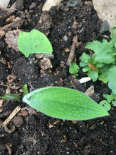 Load image into Gallery viewer, Organic Comfrey Leaf and Root oil