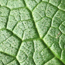 Load image into Gallery viewer, Organic Comfrey Leaf and Root oil