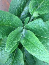 Load image into Gallery viewer, Equine Comfrey Leaf and Root Balm...Regular and Extra Strength