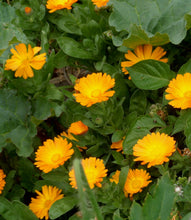 Load image into Gallery viewer, Organic Calendula Oil