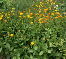 Load image into Gallery viewer, Organic Calendula Oil