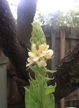 Load image into Gallery viewer, Blossom Bosom Massage Balm