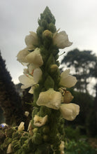 Load image into Gallery viewer, Blossom Bosom Massage Balm