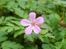 Load image into Gallery viewer, Flower Essences