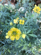 Load image into Gallery viewer, AHH Aroma Roller 10ml