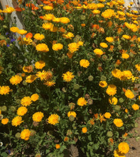 Load image into Gallery viewer, AHH Aroma Roller 10ml