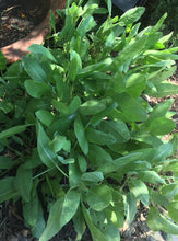 Load image into Gallery viewer, AHH Aroma Roller 10ml