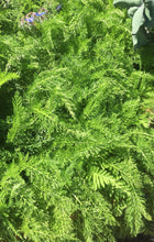 Load image into Gallery viewer, AHH Aroma Roller 10ml