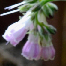 Load image into Gallery viewer, Organic Comfrey Root Oil
